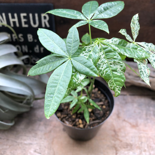 パキラ ♡斑入り葉 ♡ミルキーウェイ ♡実生♡観葉植物パキラ ♡超希少