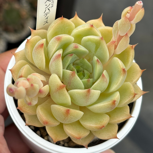 人気品種！☆ベンバディス 多肉植物 自家栽培 国産 多肉植物 美