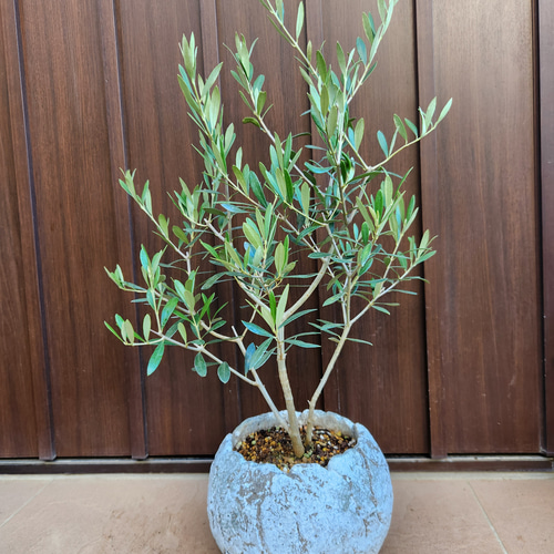再販 オリーブの木 エルグレコ ワイルドロックテラコッタ鉢植え 苗
