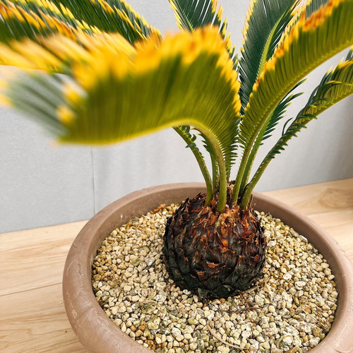 現品］【希少】2番 キンカン ソテツ 斑入り 9号 金環 蘇轍 観葉植物