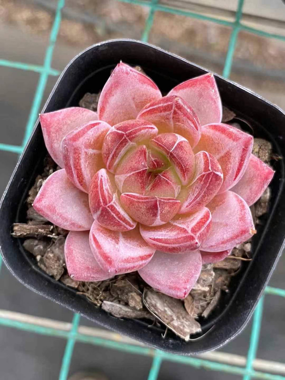 多肉植物 エケベリア Daredevil 抜き苗 5cm 1株 多肉植物 愛多肉-(AI