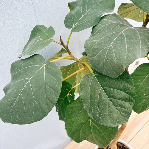 現品］☆珍しい☆ B フィカス エベレスト 曲がり 7号 観葉植物 室内