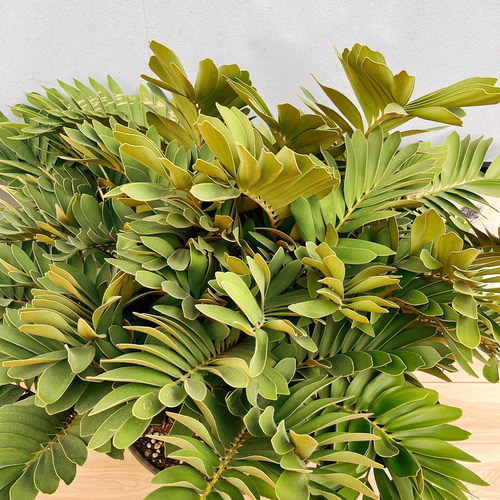 現品］大迫力！ ザミア メキシコソテツ 観葉植物 大型 室内