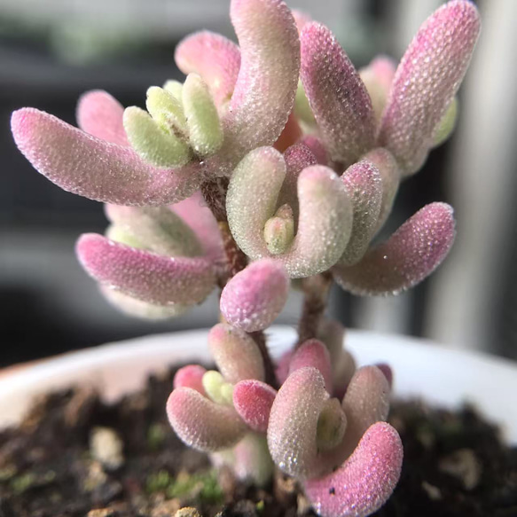 速達便で発送❣️新入荷 超レア 多肉植物 ドロサンテマ 超キラキラ