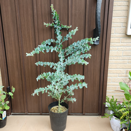 可愛い♪ パールアカシア 鉢植え ミモザ苗 オージープランツ 盆栽