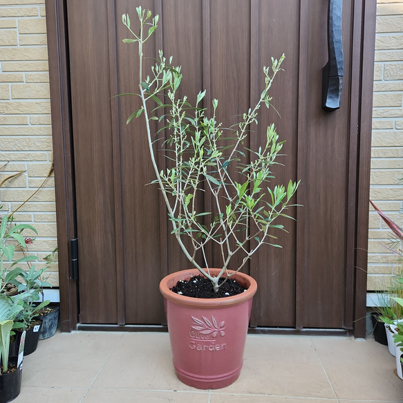 オリーブの木 エルグレコ オリーブ柄テラコッタ鉢植え 苗 シンボル