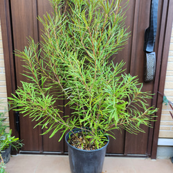 オリーブの木 エルグレコ レンガ風景石膏鉢植え 苗 シンボルツリー