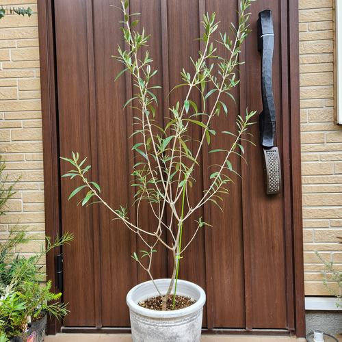 オリーブの木 エルグレコ テラコッタ鉢植え 苗 シンボルツリー 盆栽