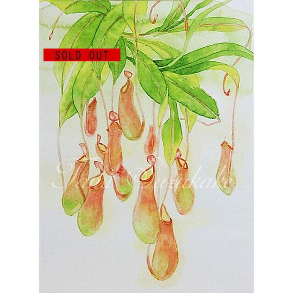 水彩・原画「植物画・ウツボカズラ」 絵画 tami suzukake 通販 7766071