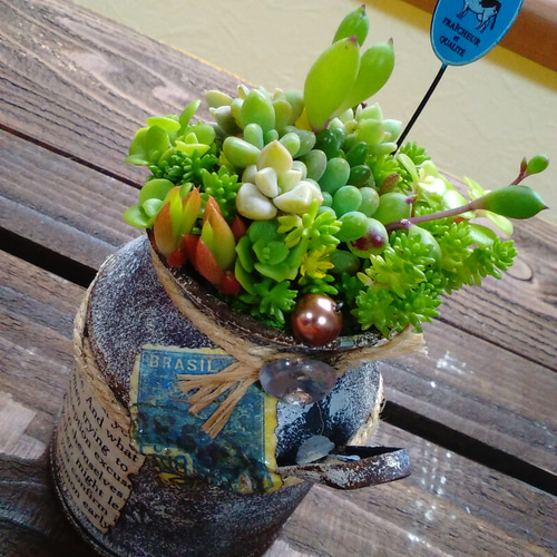 再々々々…販【セダム in ミルク缶＊】∮多肉植物の寄せ植え∮雑貨
