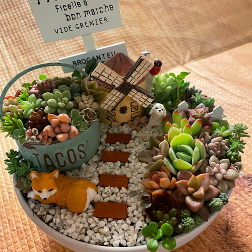 受注制作 円形わんちゃんにゃんこ箱庭風多肉植物寄せ植え 多肉植物