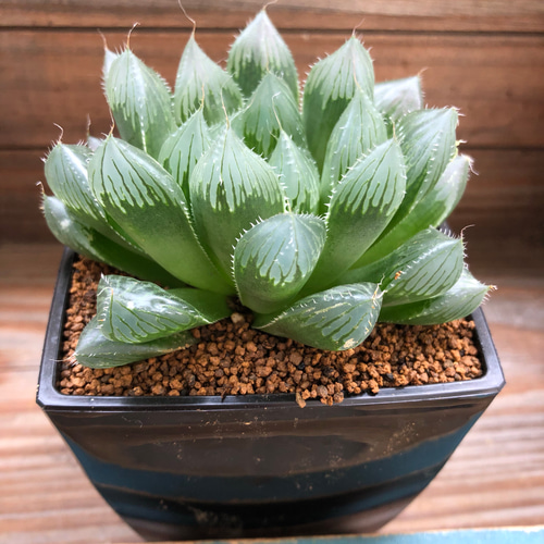 2個のみ♡大株♡ブルーレンズ♡ハオルチア♡美しい♡多肉植物 アート