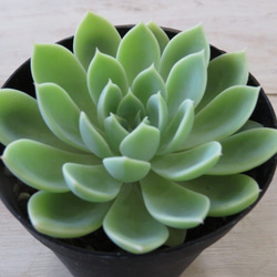 多肉植物 