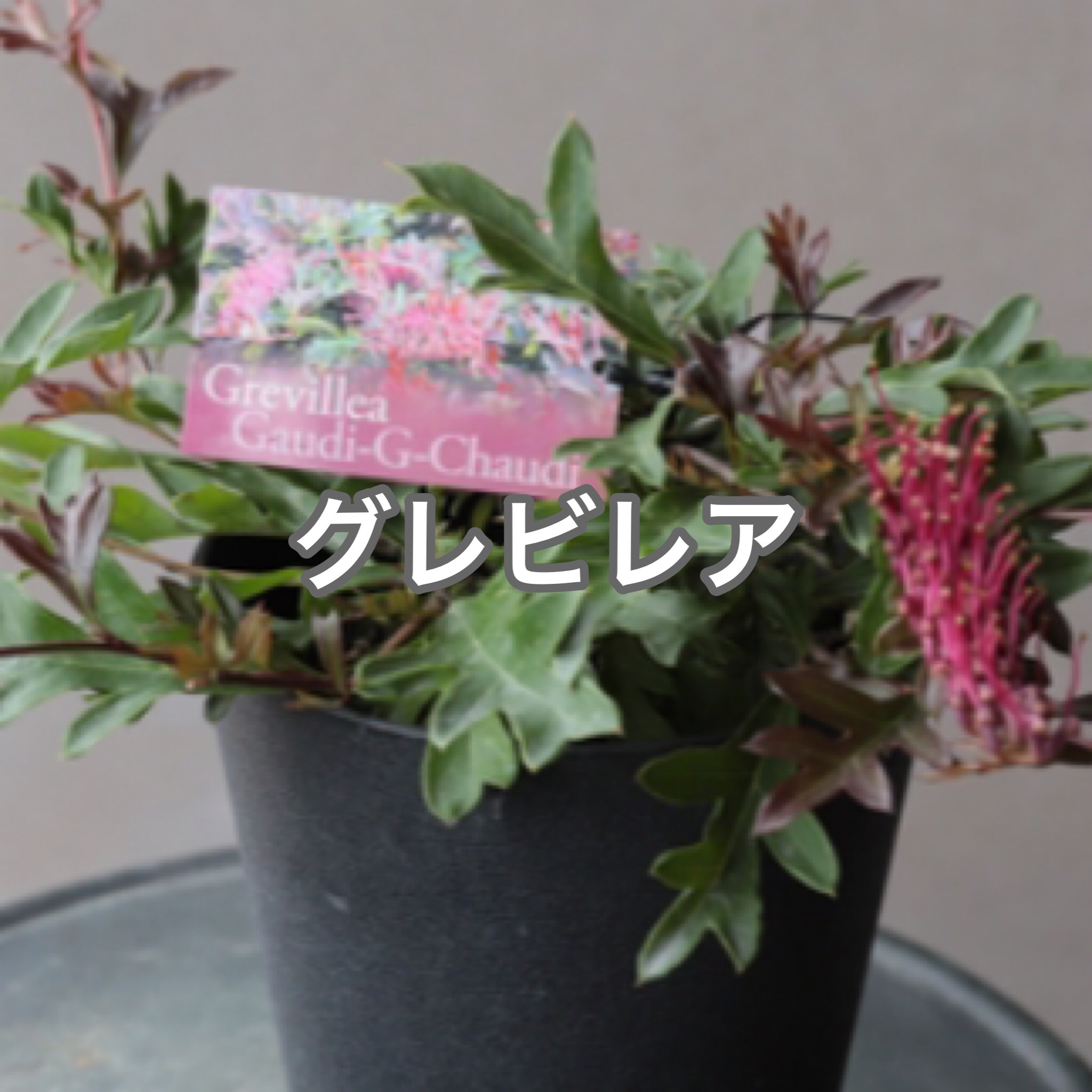 あ*や様 グレビレア グレープ 超希少 あ*や様 グレビレア グレープ 超希少