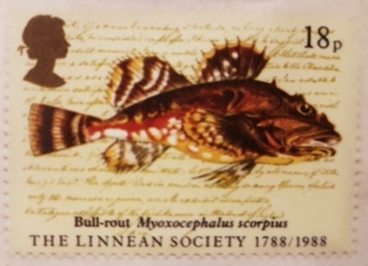 Neither ashore, nor afloat: Jonathan Couch and… | The Linnean Society