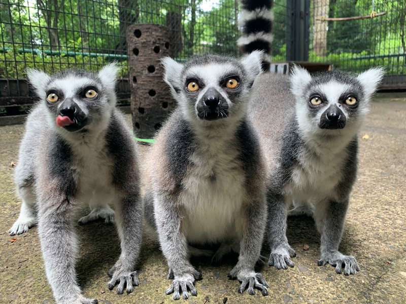 ワオキツネザル | 動物紹介 | ヒノトントンZOO（羽村市動物公園）
