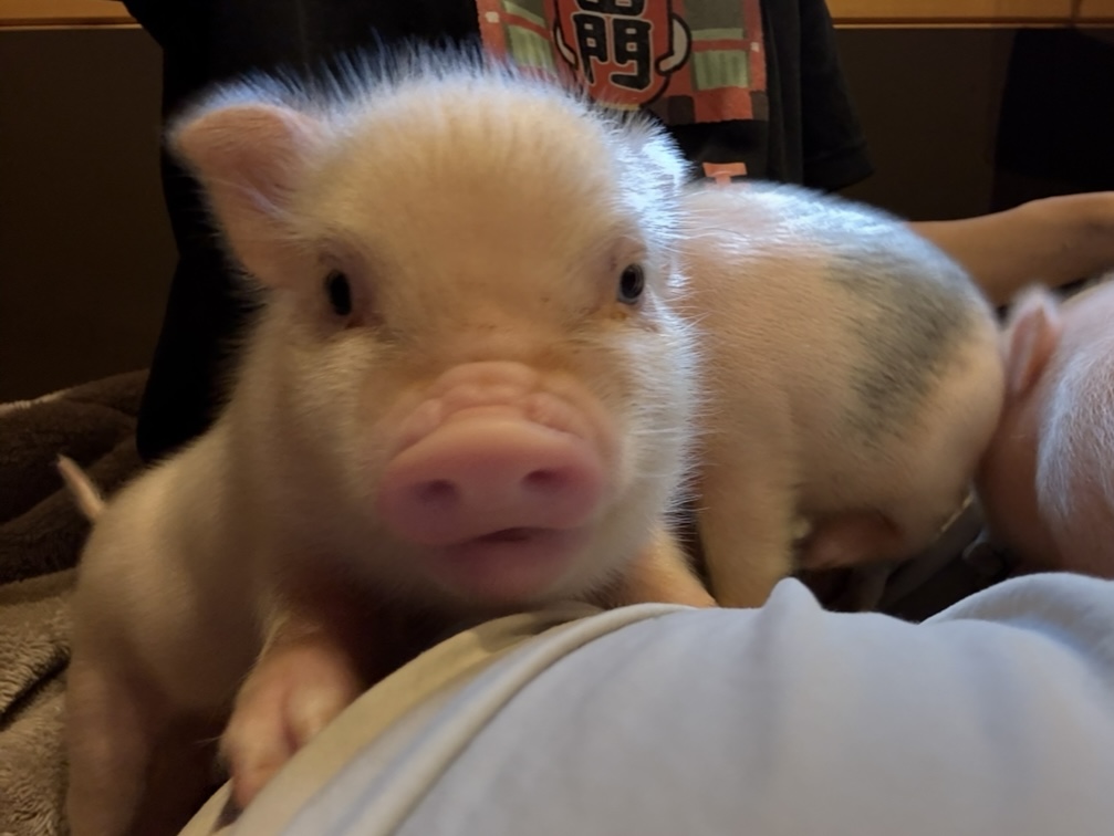 ルパート - pignic cafe のマイクロブタ