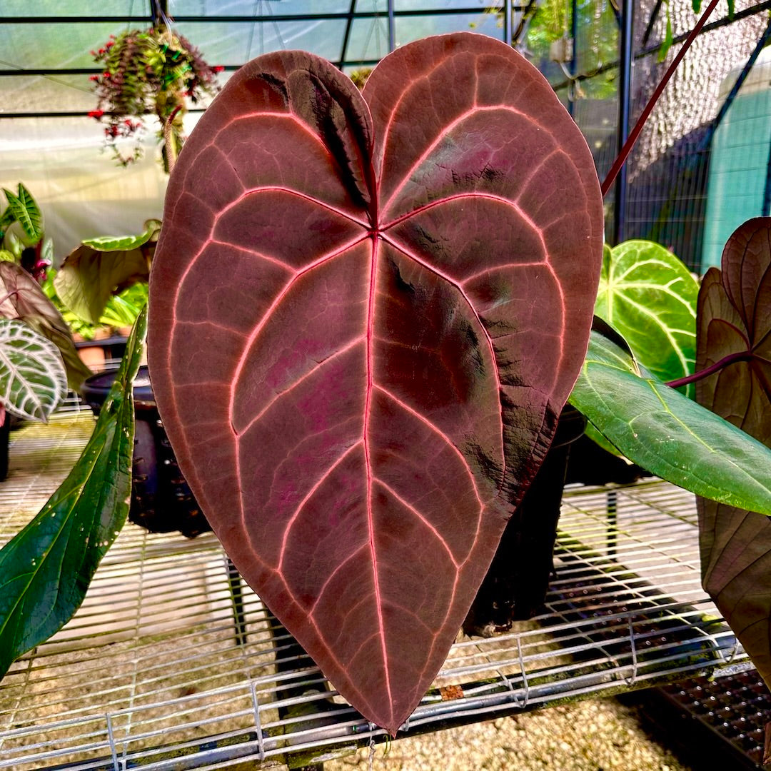 DocBlock Anthurium Dark & ​​Handsome® '9' X Red Velvet Cake® '24