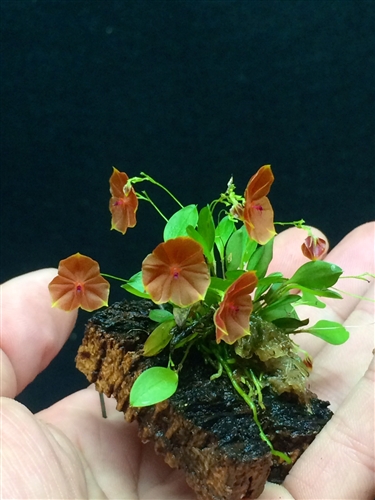 Lepanthes telipogoniflora