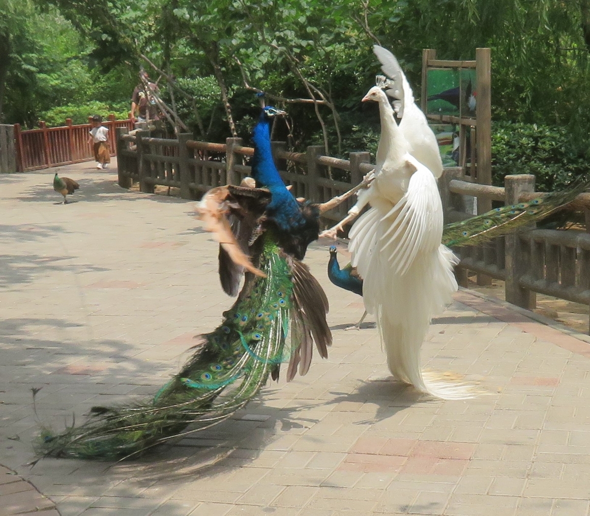 鳥の楽園に迷い込み、孔雀の大喧嘩を目撃しました≪中国鄭州市動物園