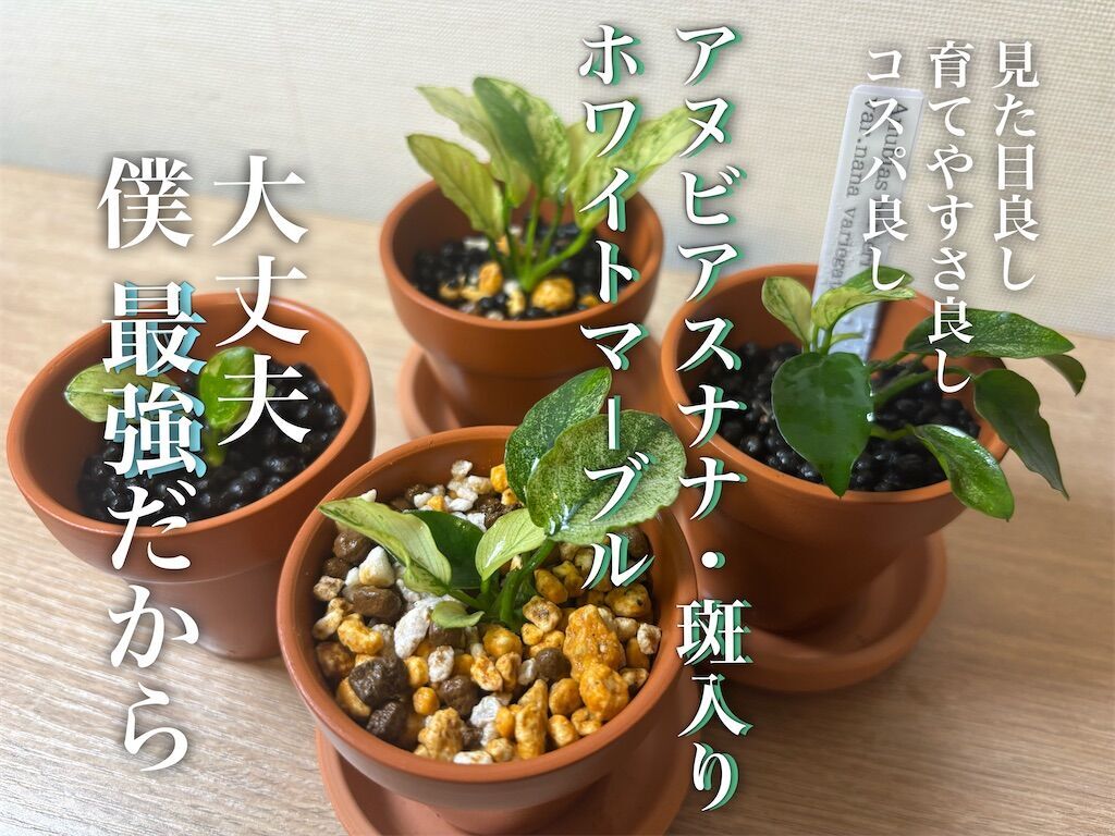 コスパ最強！アヌビアス・ナナ斑入り水草の特徴と育て方・増やし方