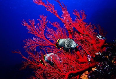 魅惑の底生生物（イソバナ編） - 大方洋二の魚って不思議！