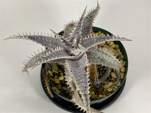 Dyckia 'HU-5 × Bill Baker' の生育記録 - BBYの観葉植物 Discussion Note
