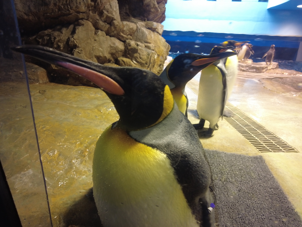 山口|しものせき水族館 海響館 海のいきものが沢山で見応えあります
