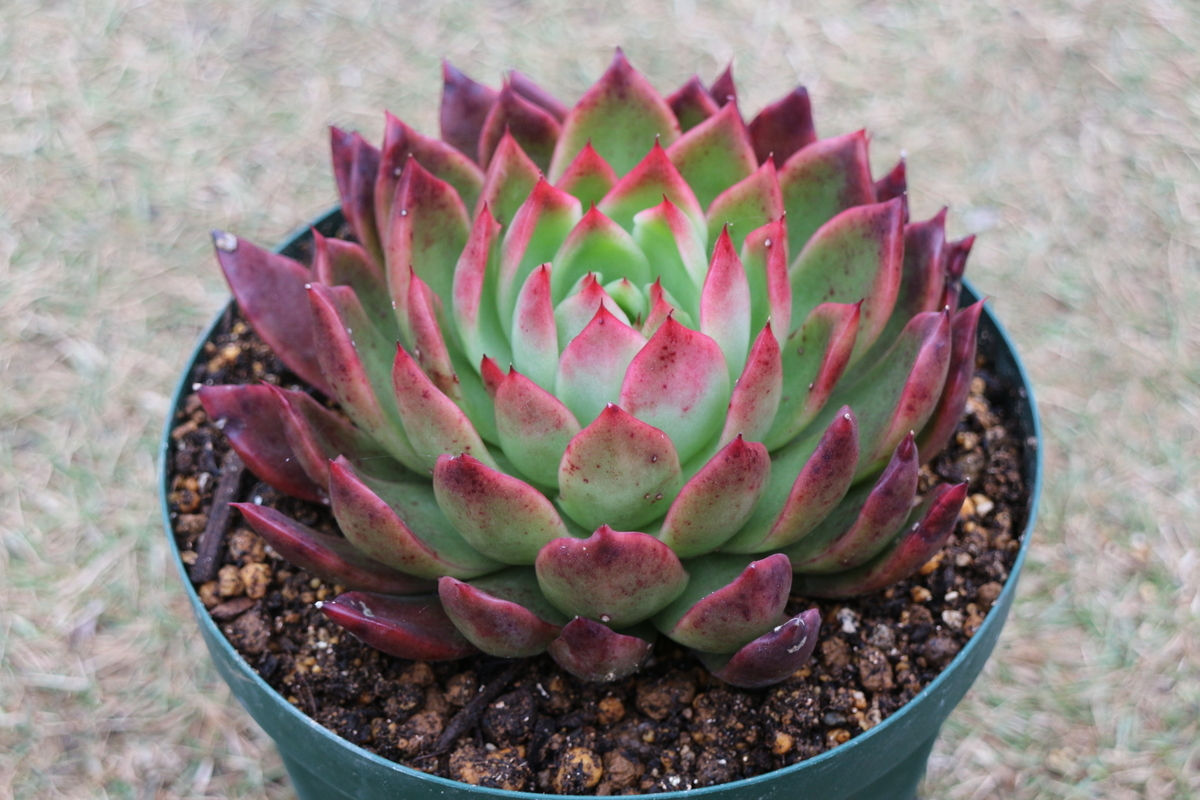 エケベリア紹介 2】相府蓮 Echeveria Sofuren - ブルックリンライフハック
