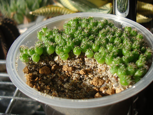 部屋で実生苗の植え替え：2024年春② - 石と多肉植物