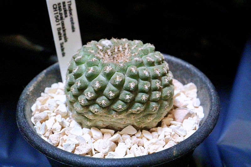 サボテン ナピナ Thelocephala napina ssp.pajonalensis CH1501 Bahia