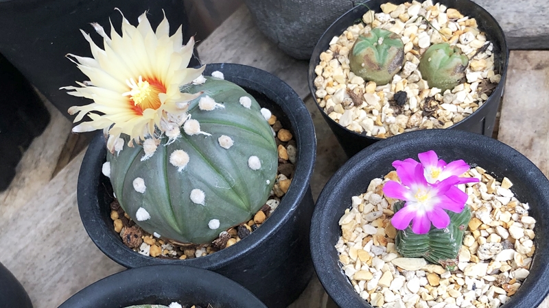 サボテン 紅籠・Aztekium valdezii - 植物日誌