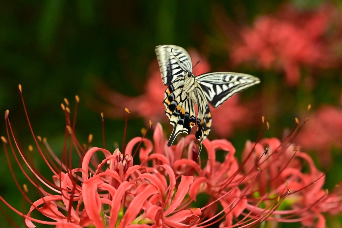 ✿今回も彼岸花と蝶撮影の様子です😊 - photo & hobby