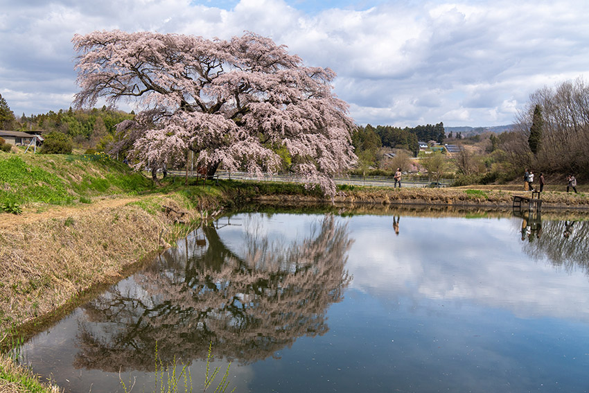 福島の桜2024】福島市の桜––慈徳寺の種蒔桜，芳水の桜，右輪台山の