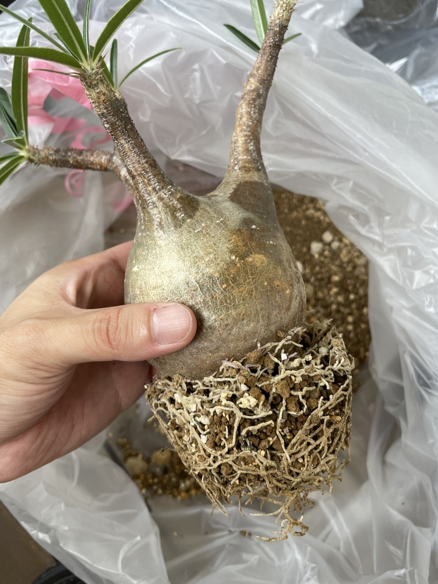 ベアルートのグラキリスを陶器鉢へ植え替えました！ - 駆け抜けて墓場まで