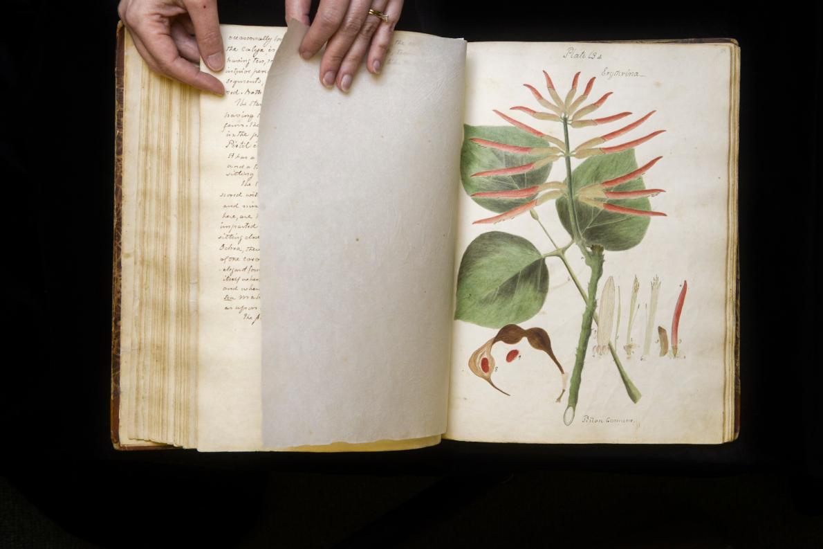 ギャラリー：190年前の「失われた」植物図鑑 手描きの植物画 13点