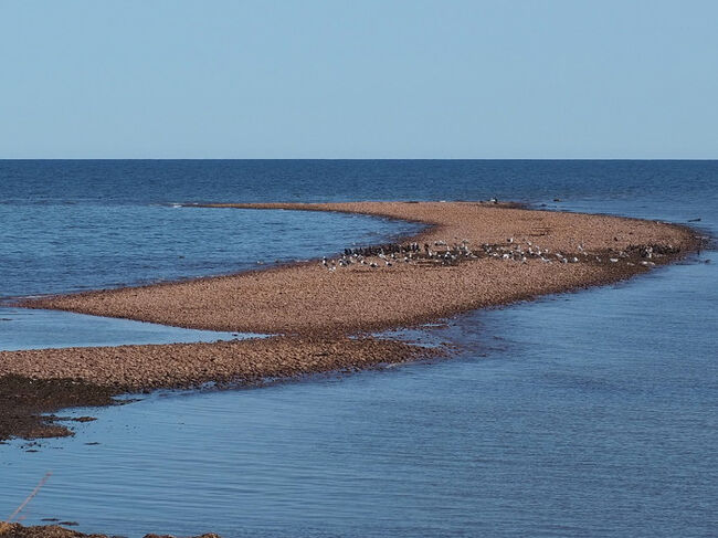 広いカナダの小さな島 10年振りのPEI 後半』プリンスエドワード島