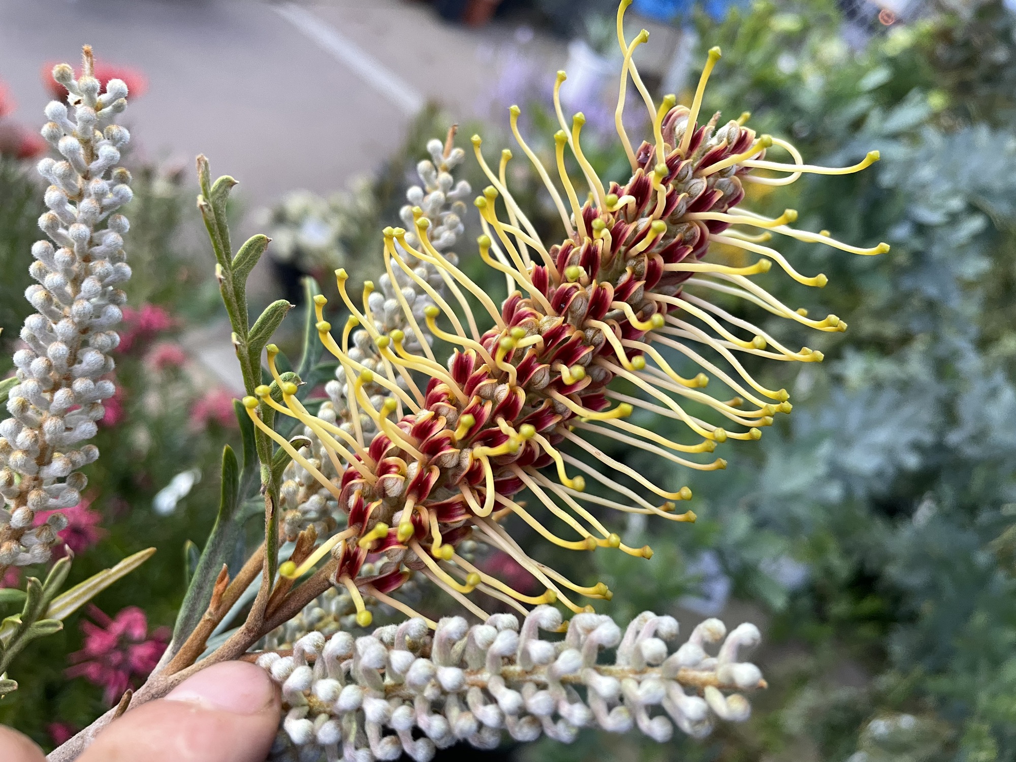 グレビレアストロベリーブロンド | PLANTSTOCK〜花屋の花図鑑〜