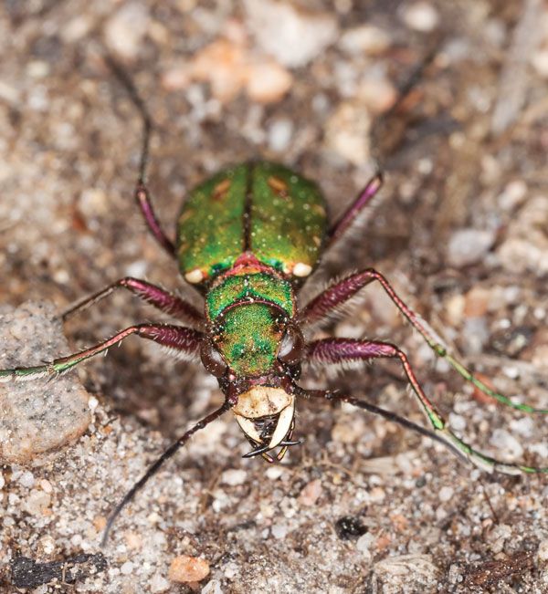 Bombardier beetle | Britannica