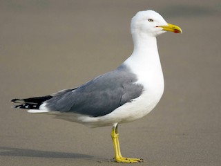 キアシセグロカモメ - eBird