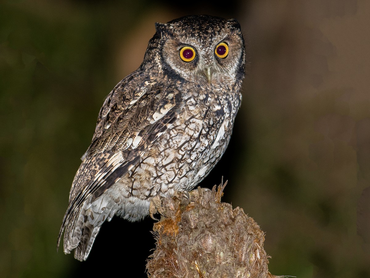 ミミナガオオコノハズク - eBird