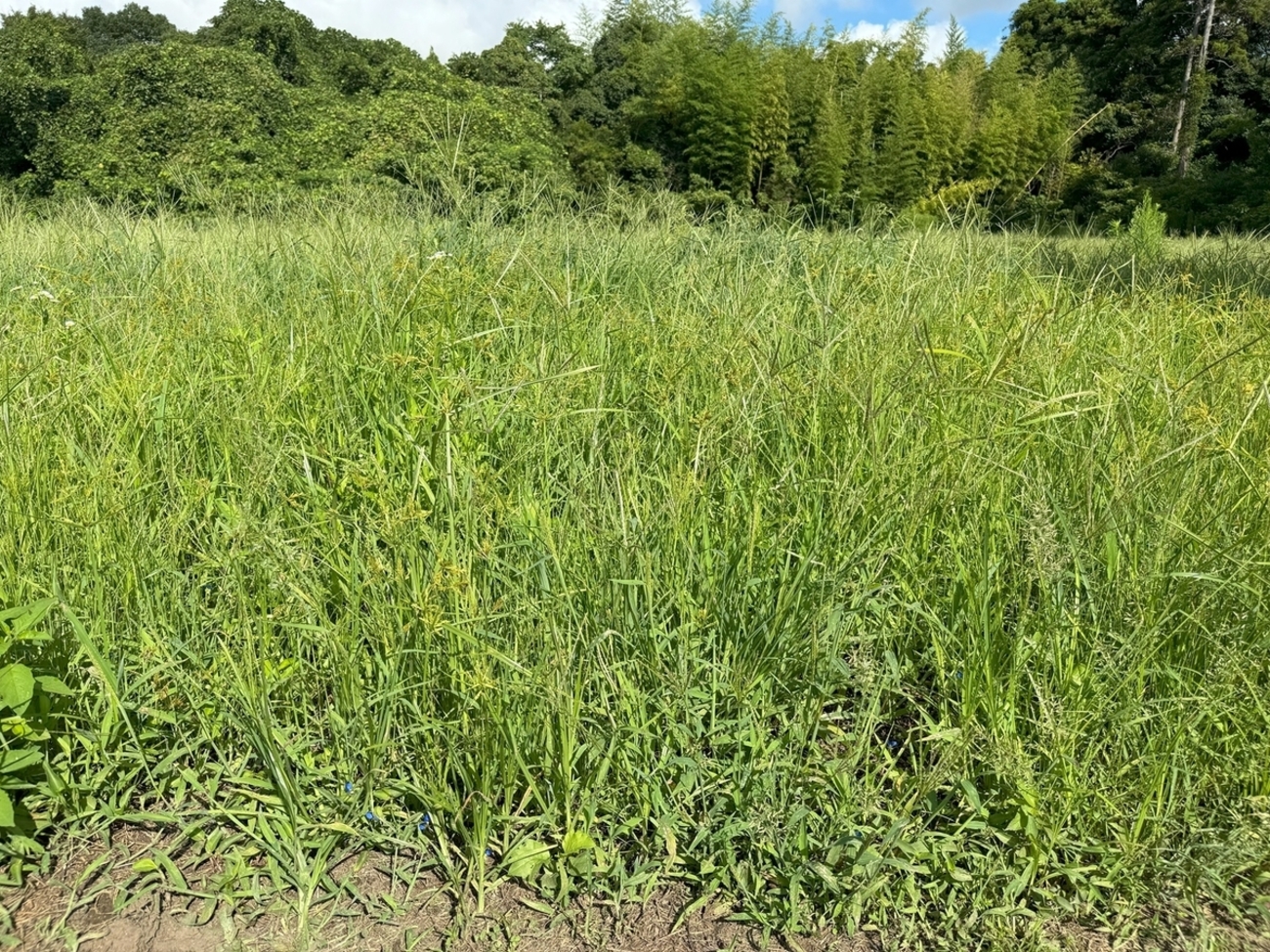雑草を無農薬で抑制する方法 自動刈込みの効果は? - 芝生の雑学 東京40