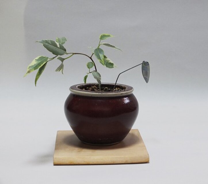 天然木花台・飾り台 No.10 ミズキの天然木 KD-36 | iichi 日々の暮らし