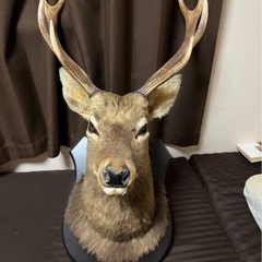 ハンティングトロフィーの中古が安い！激安で譲ります・無料であげます