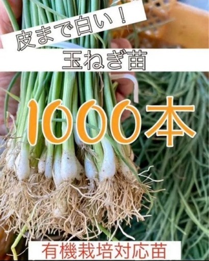 コレクション 白玉ねぎ苗1000本