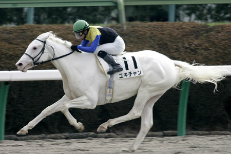 ユキチャン、JRA史上2頭目の白毛馬V | 競馬ニュース - netkeiba