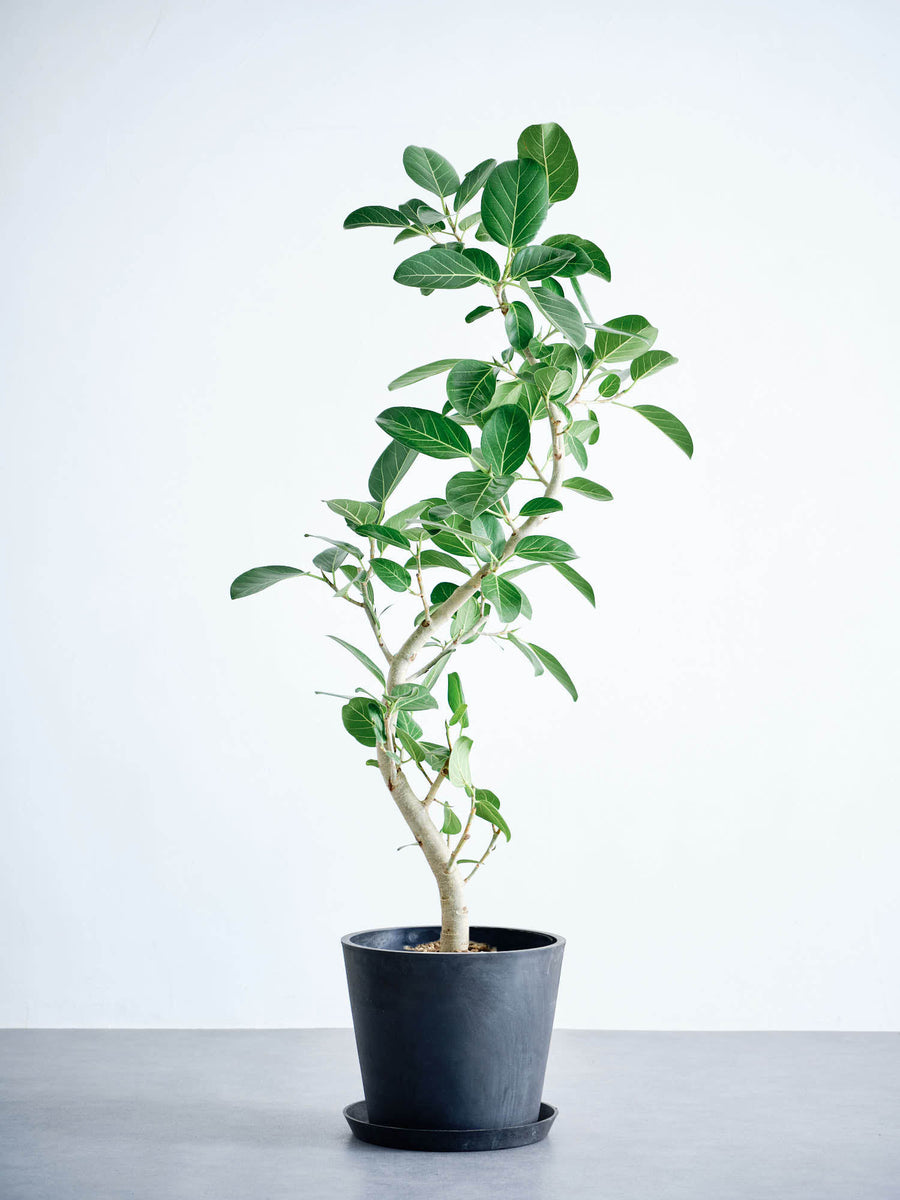 フィカス・ベンガレンシス 10号 | 観葉植物の通販 AND PLANTS (アンド