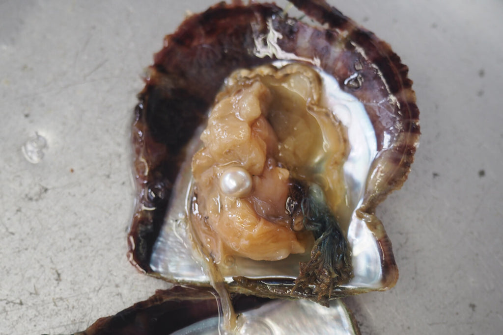 真珠貝は食べられる？アコヤ貝の貝柱は「幻の珍味」。意外と知らない