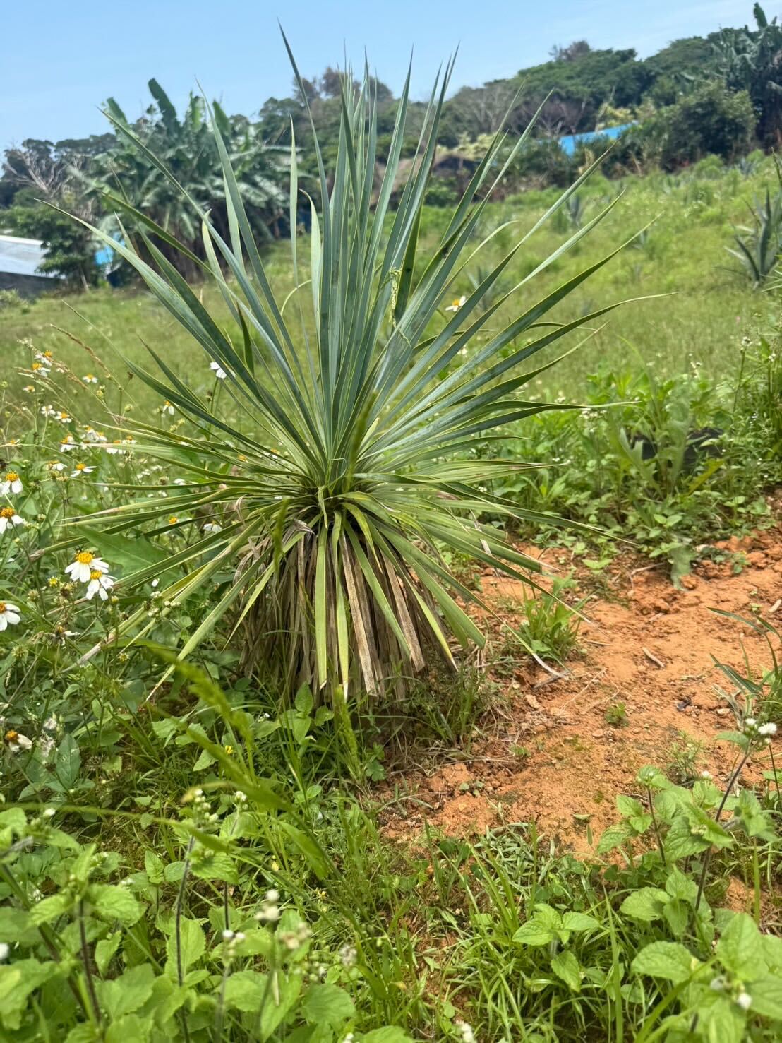剣のような造形美─ユッカ ロストラータの魅力とは – LAND KNOT PLANTS