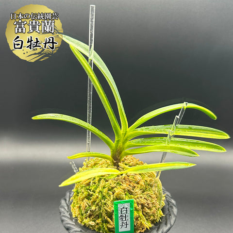 富貴蘭 種類『白牡丹 』（はくぼたん）【現品】見事な上芸の逸品